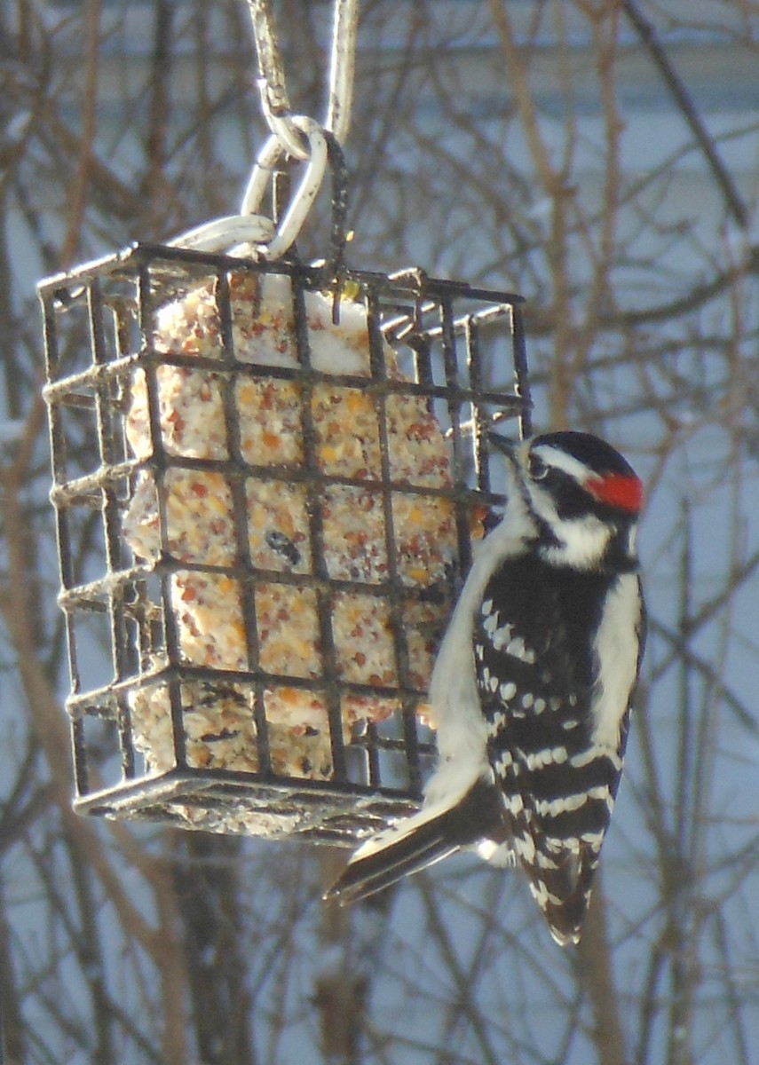 Downy Woodpecker (Eastern) - Amy Swarr