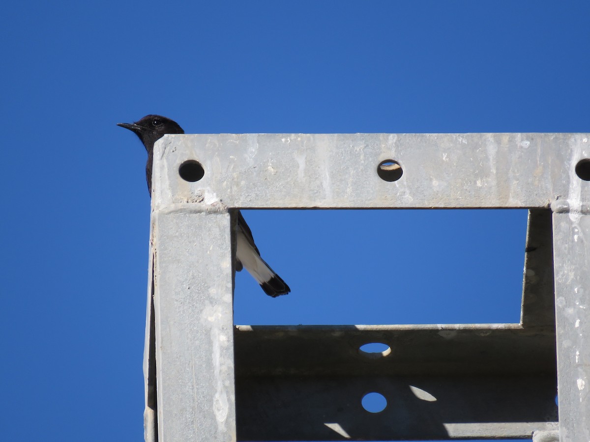 Black Wheatear - ML80527191