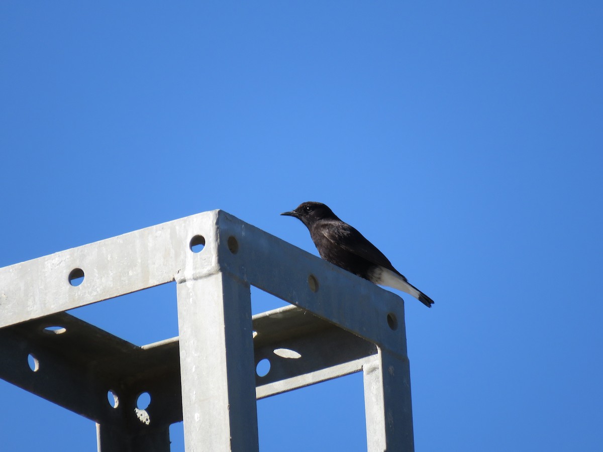 Black Wheatear - Dominique Bayne