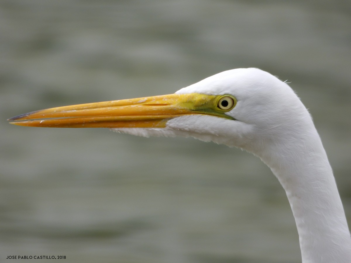 Great Egret - Jose Pablo Castillo