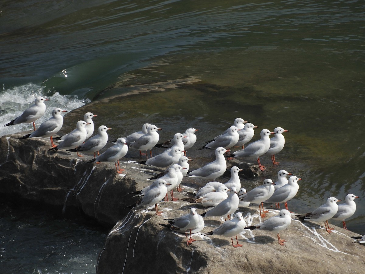 Black-headed Gull - ML80528911