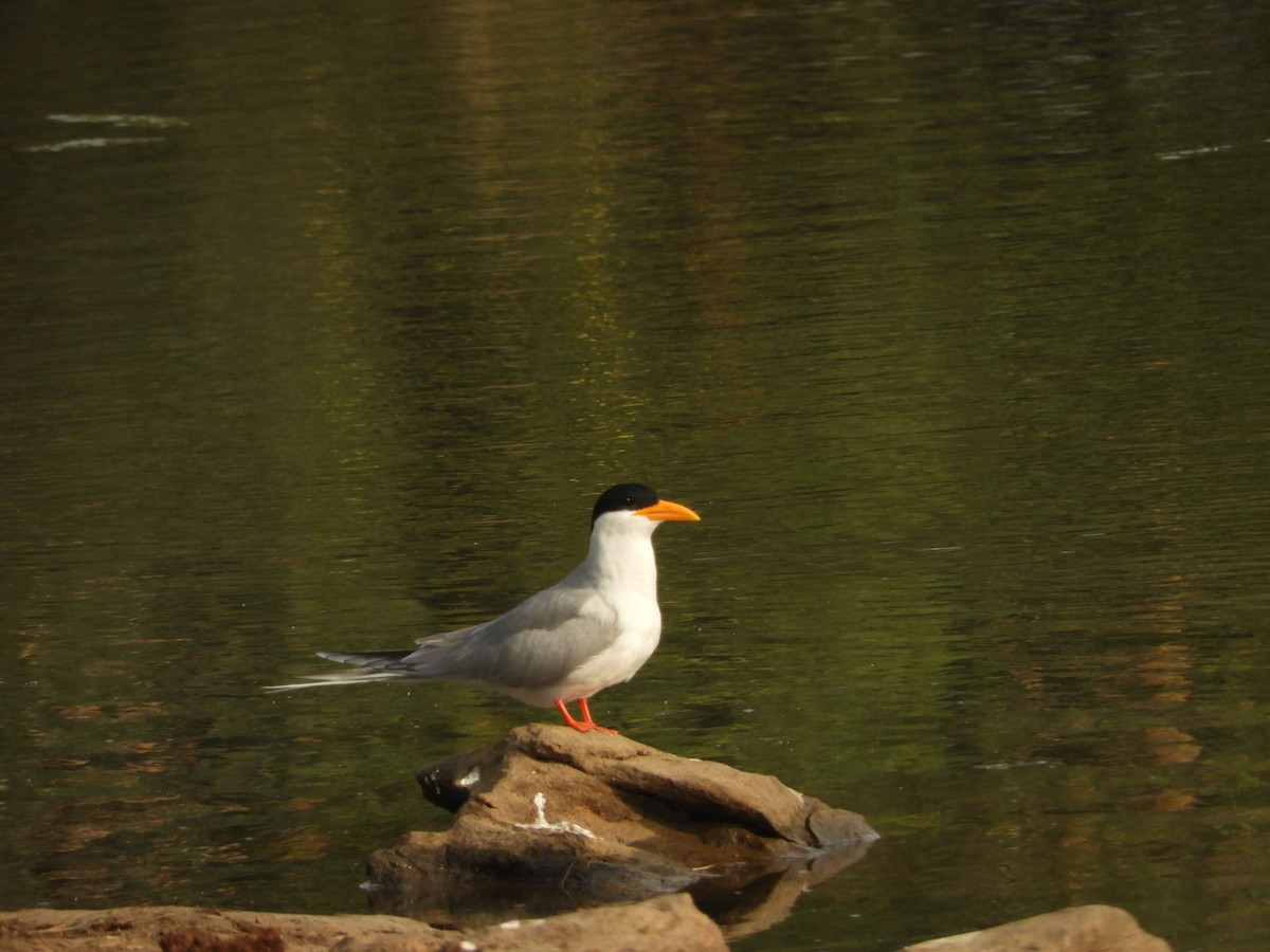 River Tern - ML80529061
