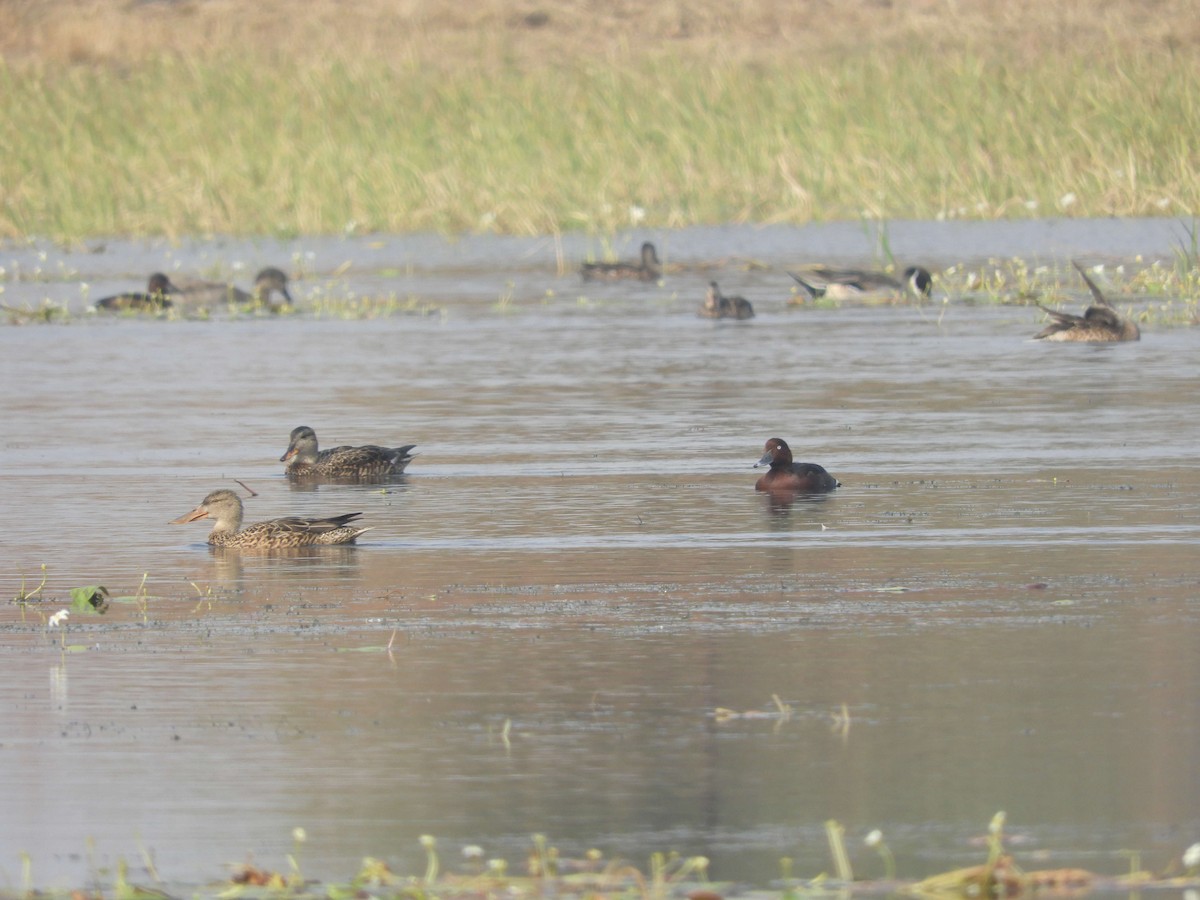 Ferruginous Duck - ML80529341
