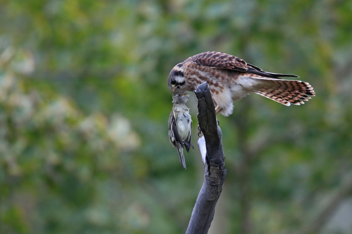 American Kestrel - ML80529371