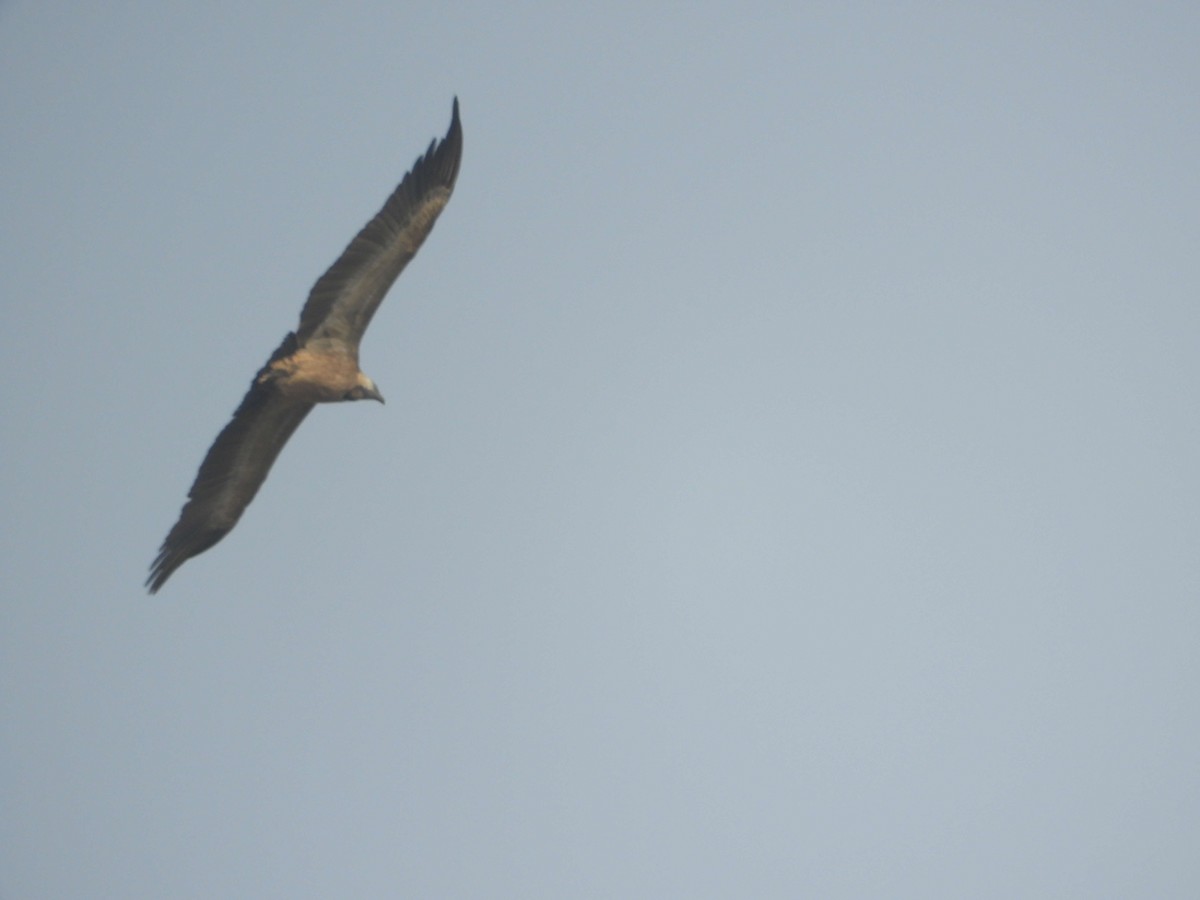 Indian Vulture - ML80529501