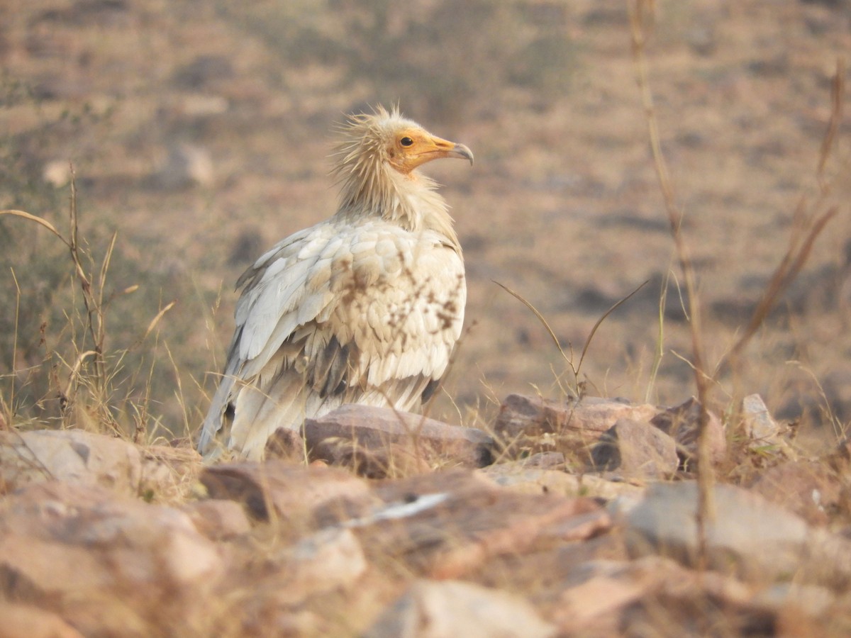 Egyptian Vulture - ML80529641