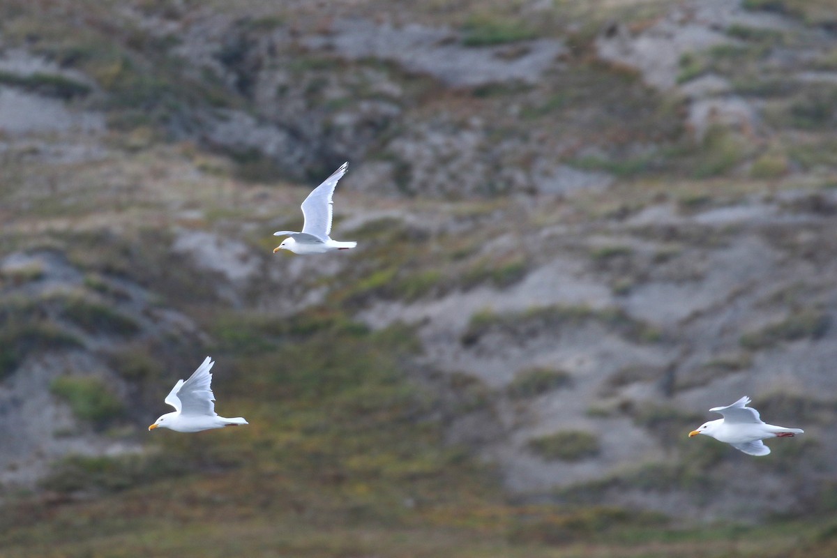 Iceland Gull (Thayer's) - Cameron Eckert