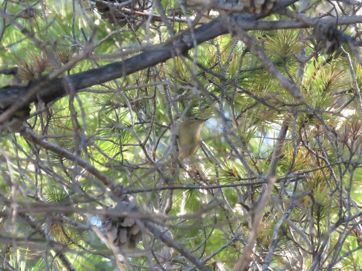 Common Chiffchaff - Dominique Bayne