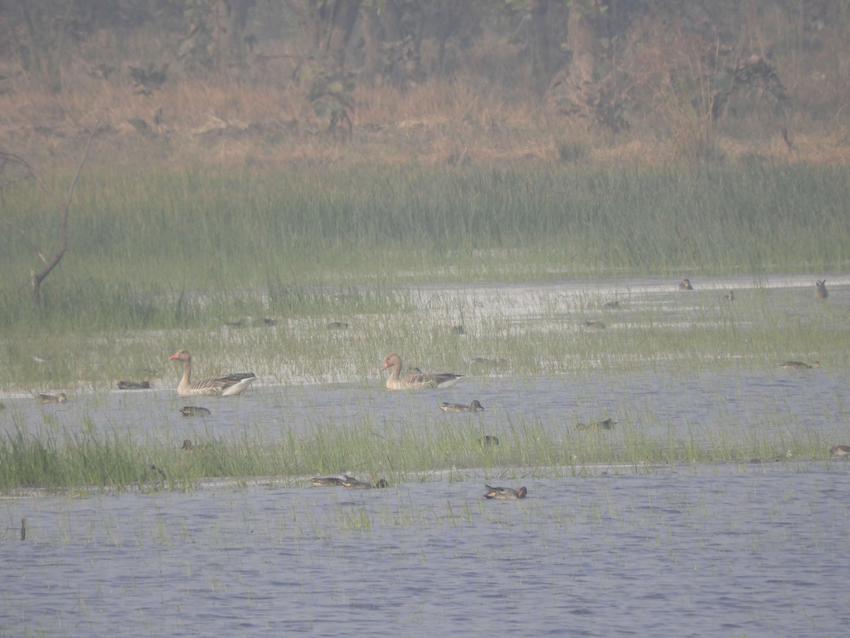 Graylag Goose - ML80530861