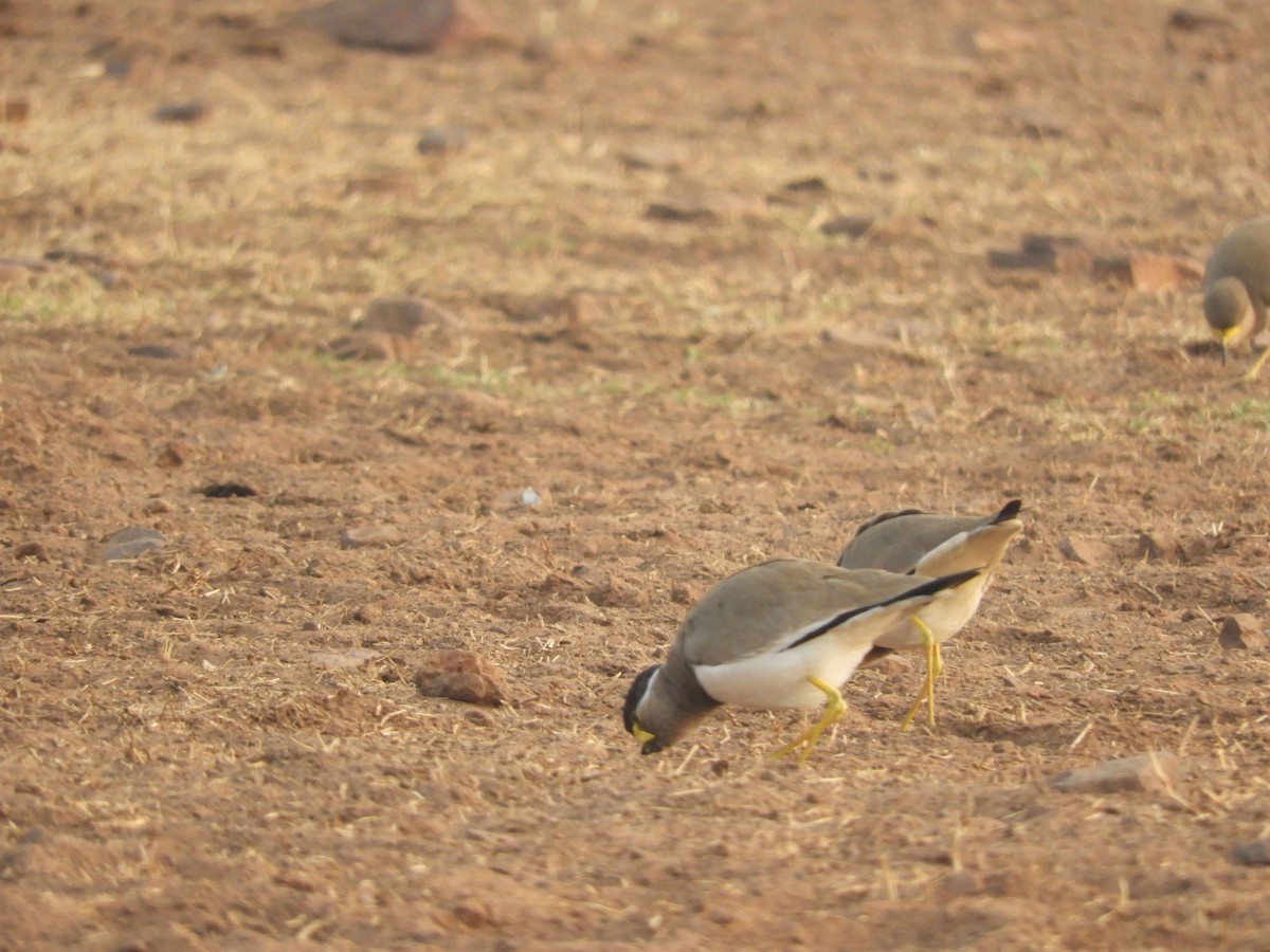 Yellow-wattled Lapwing - ML80531251