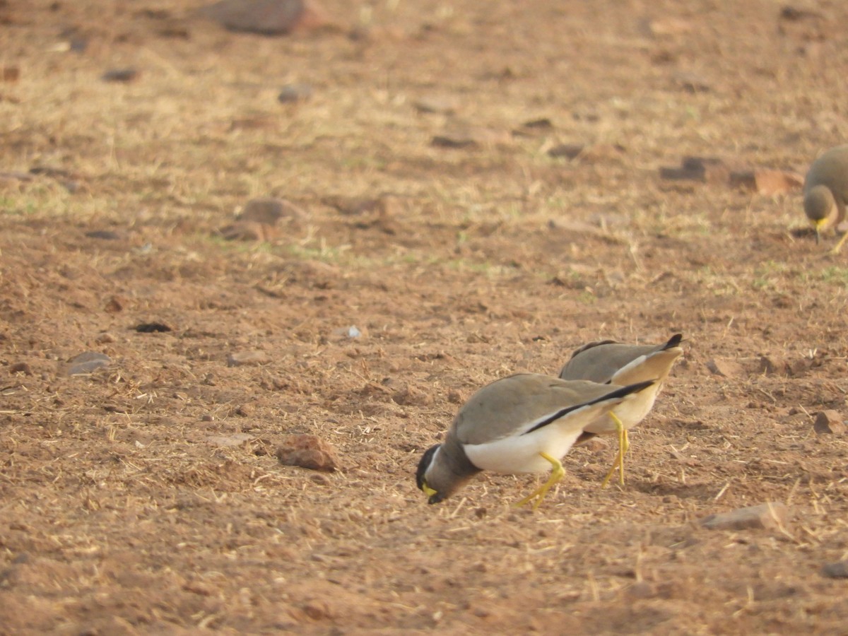 Yellow-wattled Lapwing - Pravar Mourya