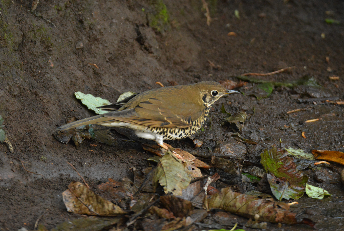 Long-tailed Thrush - Larry Chen