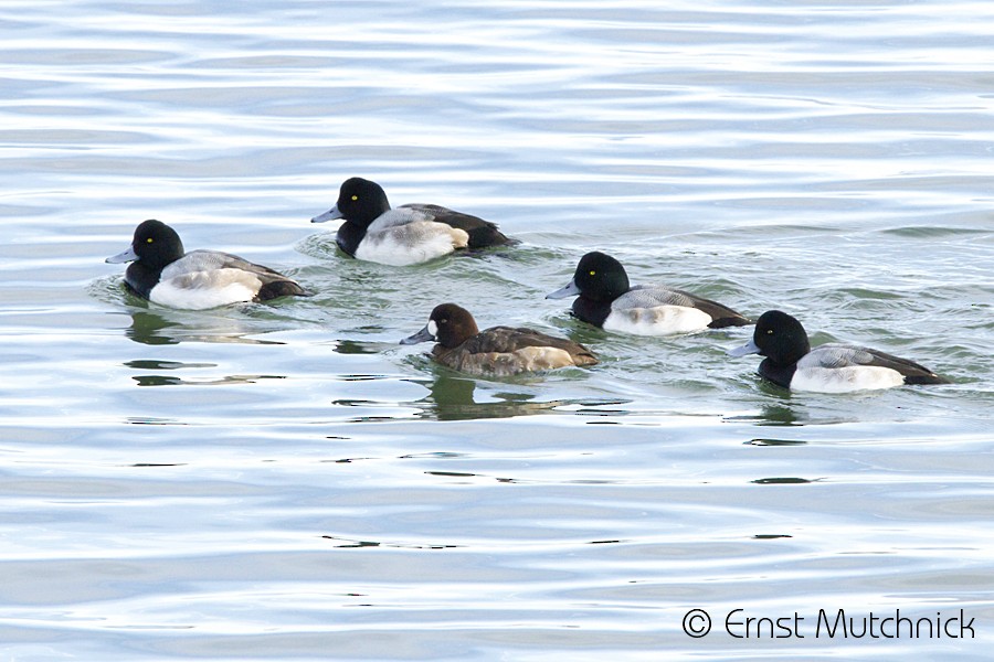 Greater Scaup - ML80532241
