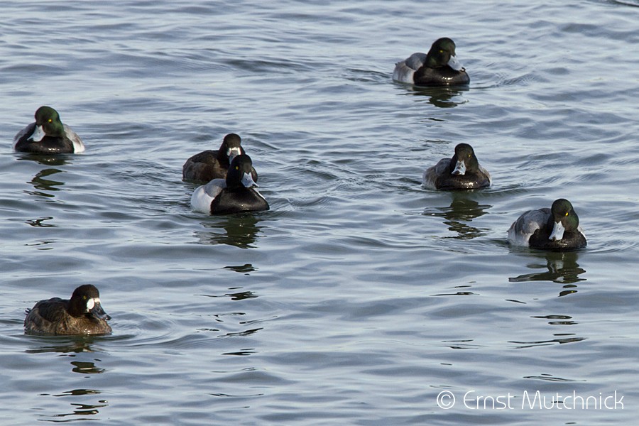 Greater Scaup - ML80532261
