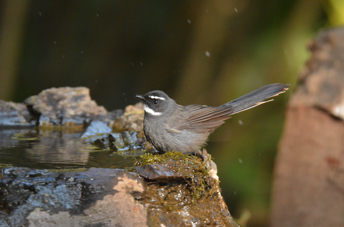 White-throated Fantail - ML80532551