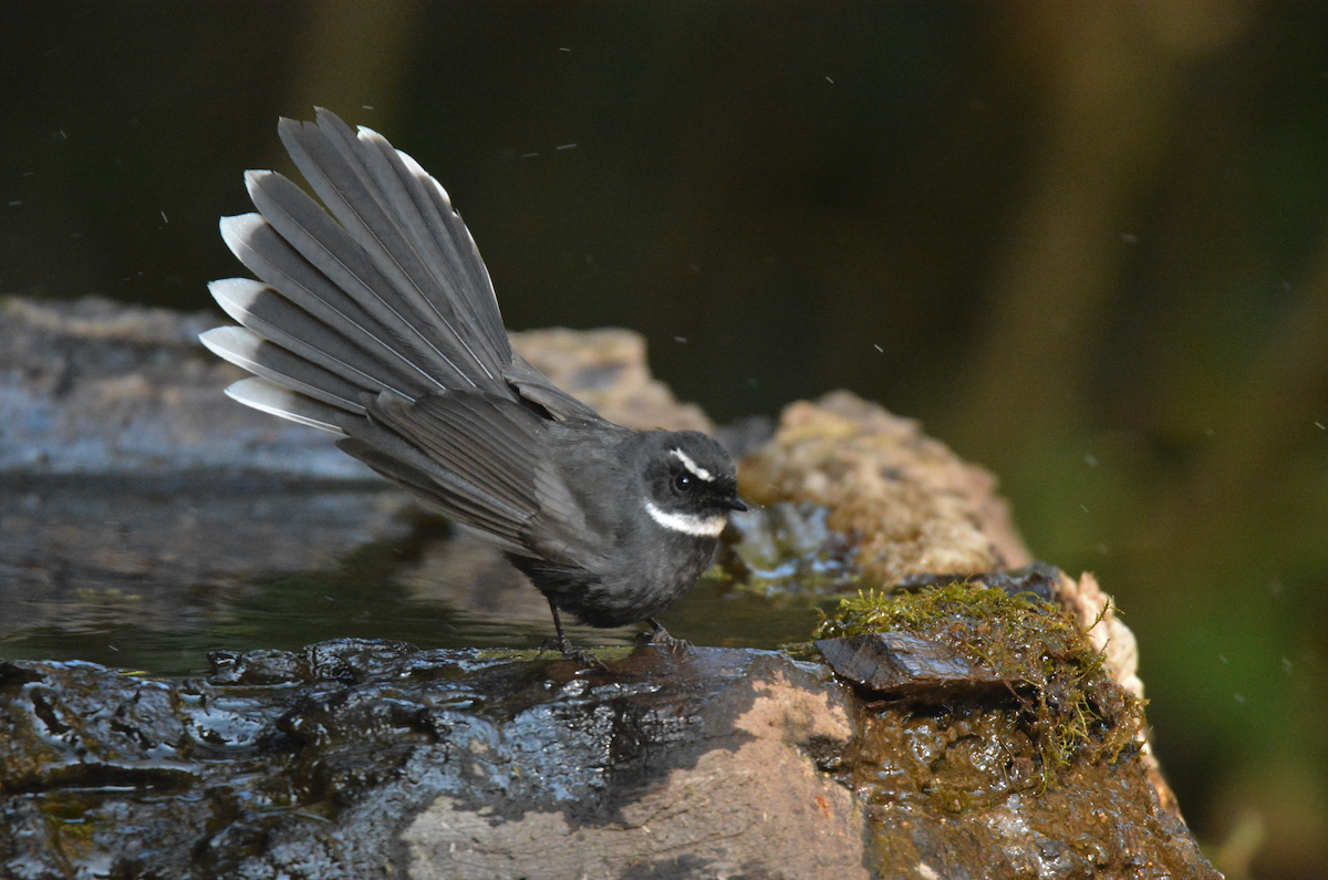 White-throated Fantail - ML80532591