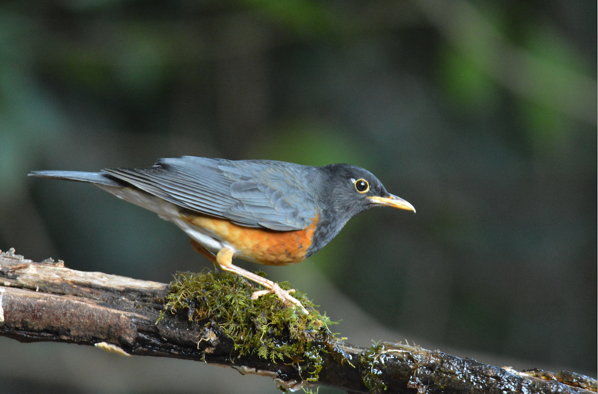 Black-breasted Thrush - ML80533091