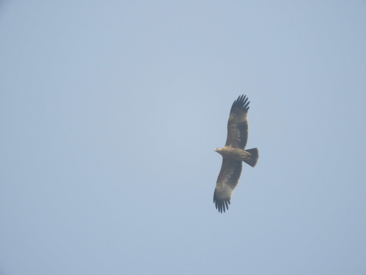 Imperial Eagle - ML80533551