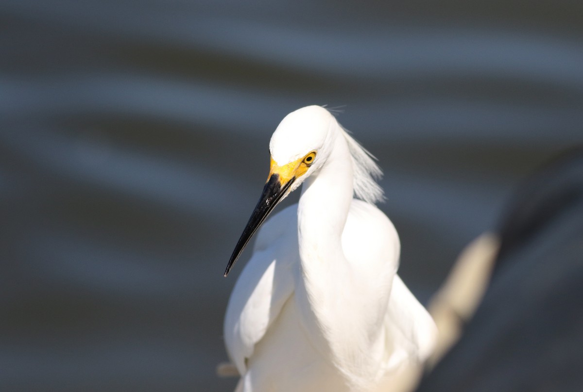 Snowy Egret - Jay McGowan