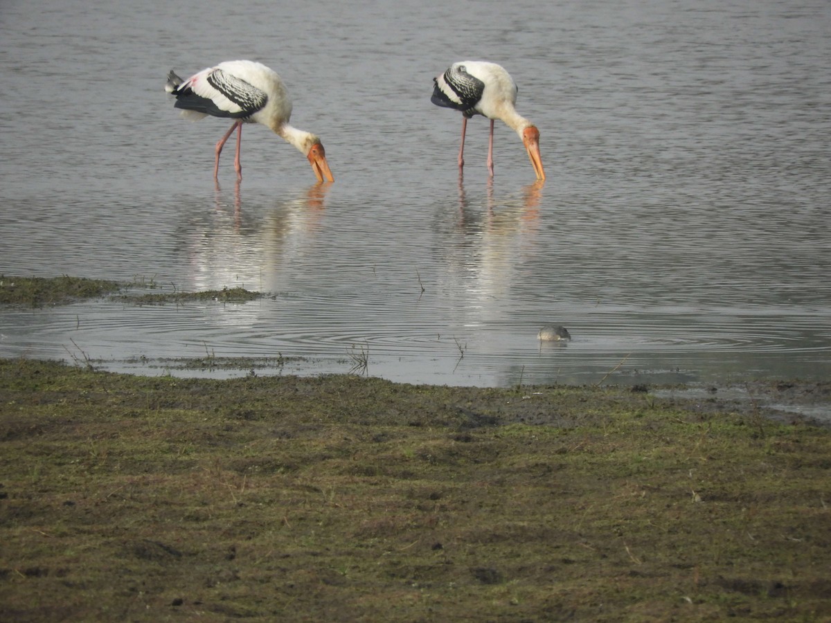 Painted Stork - ML80533981