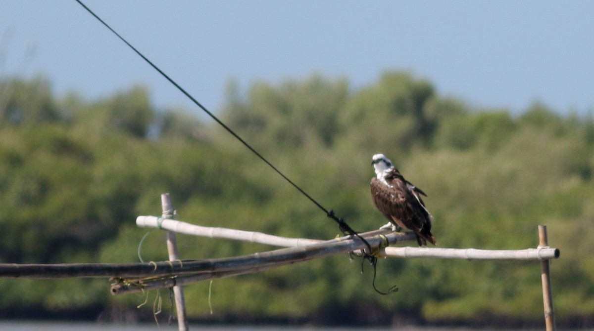 Balbuzard pêcheur (ridgwayi) - ML80534191