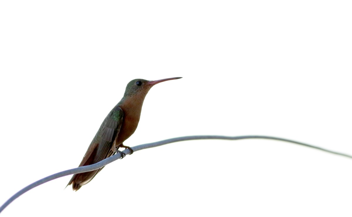kolibřík ryšavý [skupina rutila] - ML80534331