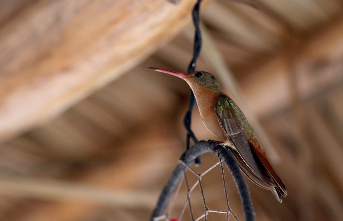 Cinnamon Hummingbird (Mainland) - ML80534371