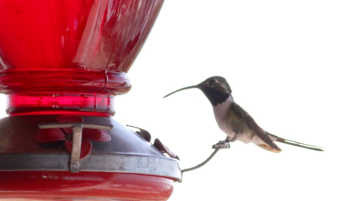 Colibrí de Elisa - ML80534391