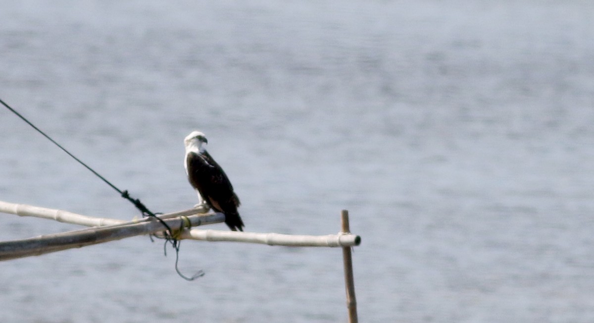 Águila Pescadora (ridgwayi) - ML80534491