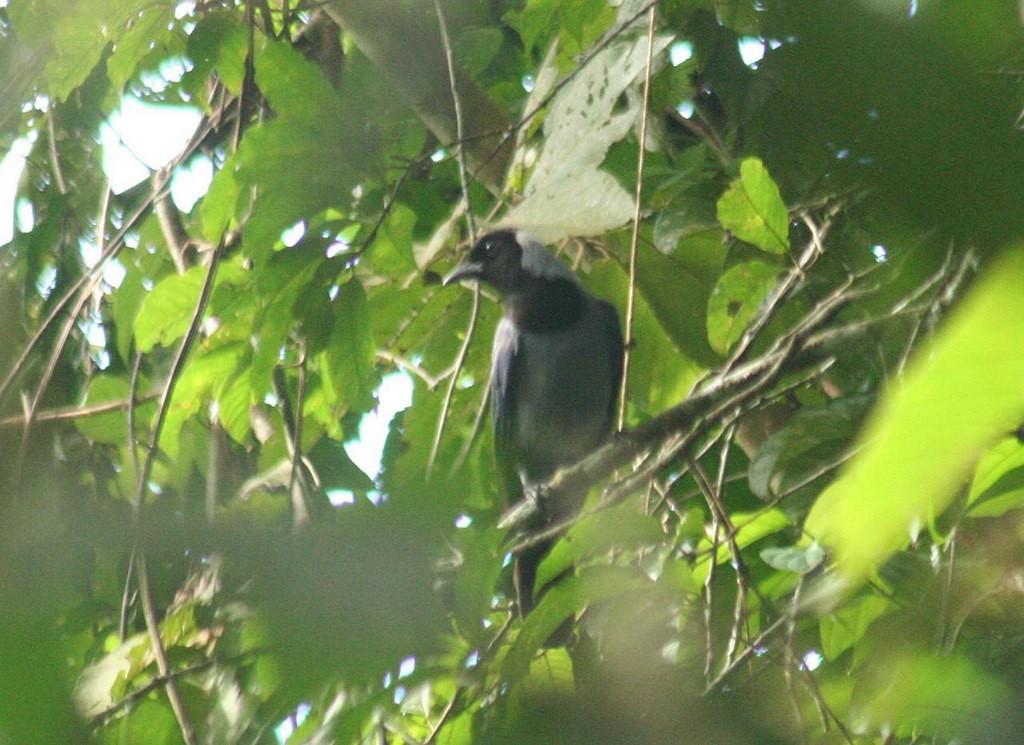 Violaceous Jay - ML80534681