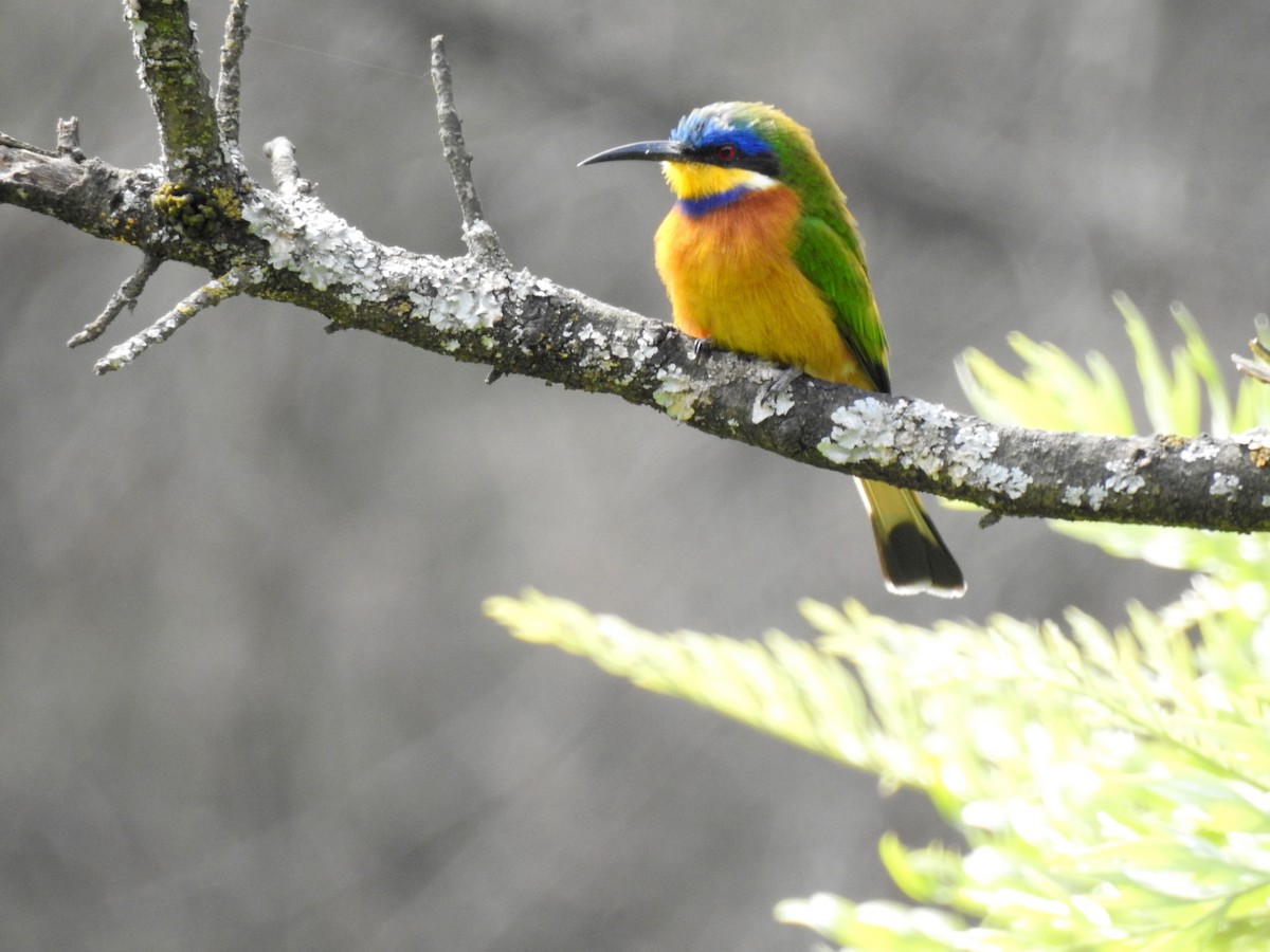 Ethiopian Bee-eater - ML80534691