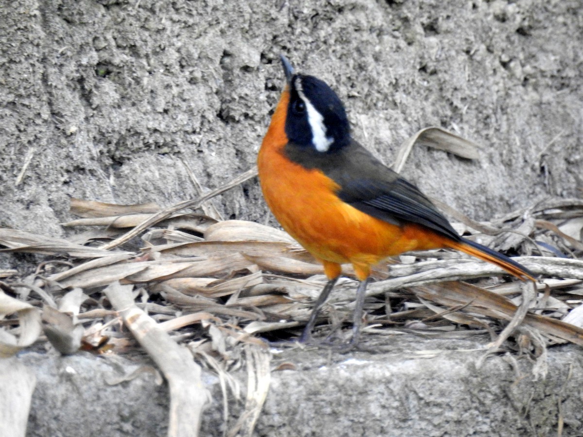 Rüppell's Robin-Chat - bob butler