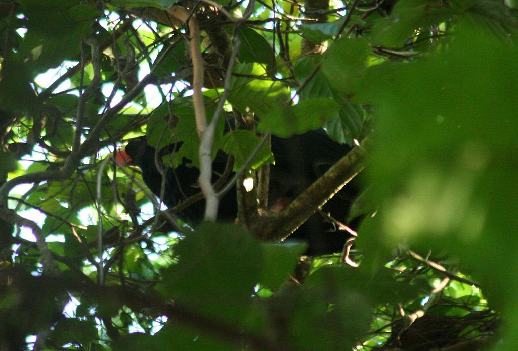 Razor-billed Curassow - ML80534871