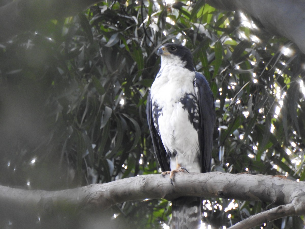 Black Goshawk - bob butler