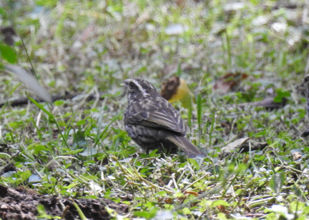 Streaky Seedeater - bob butler