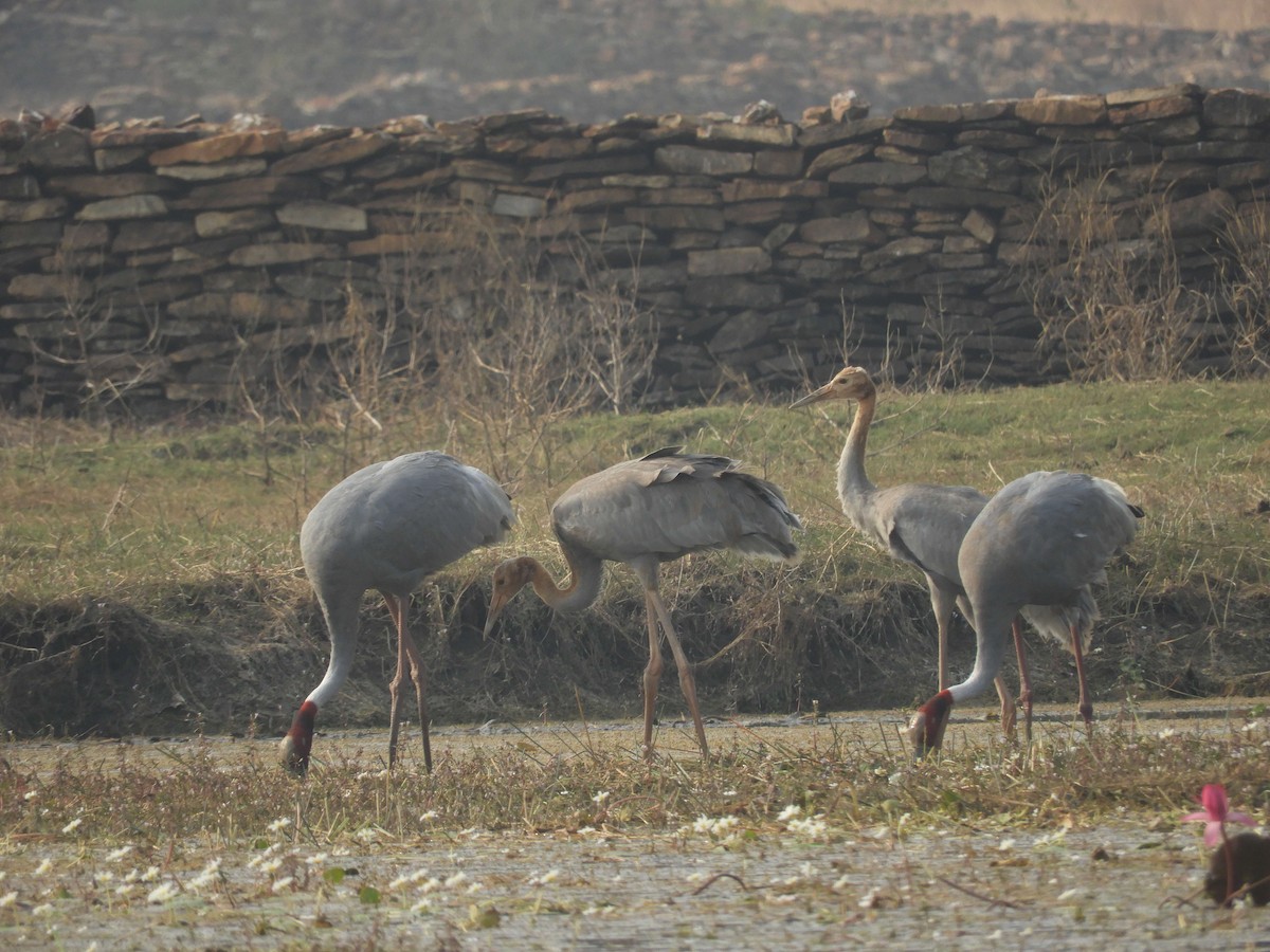 Sarus Crane - ML80535621