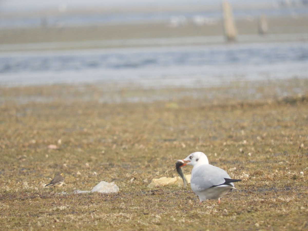 Black-headed Gull - ML80535711