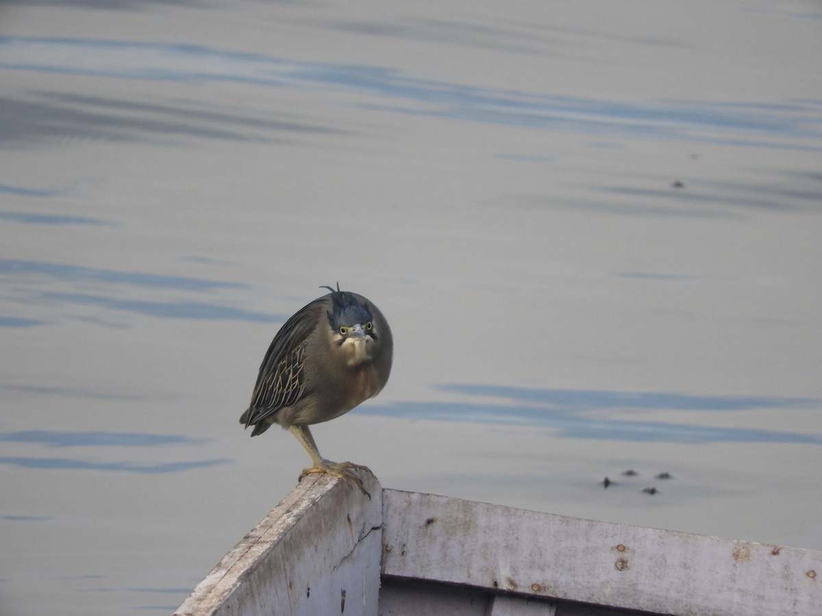 Little Heron - ML80535821