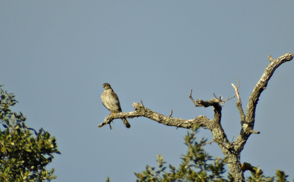 krahujec obecný - ML80535871