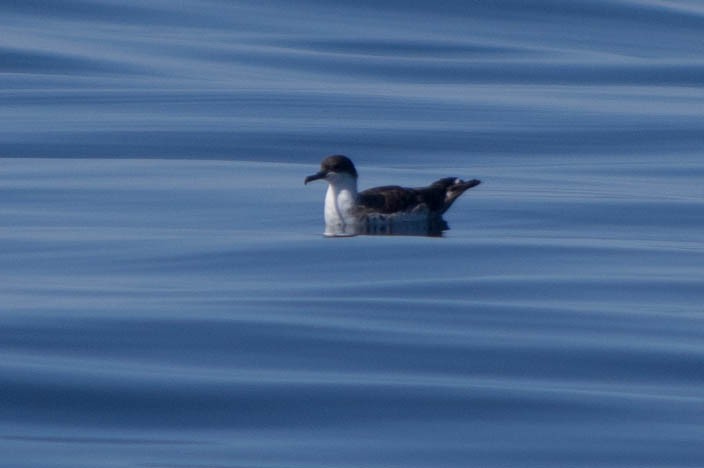 Great Shearwater - ML80536751