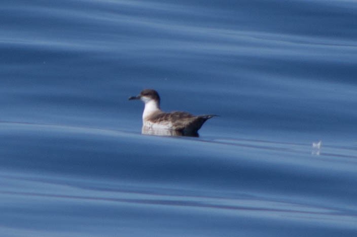 Great Shearwater - ML80536771