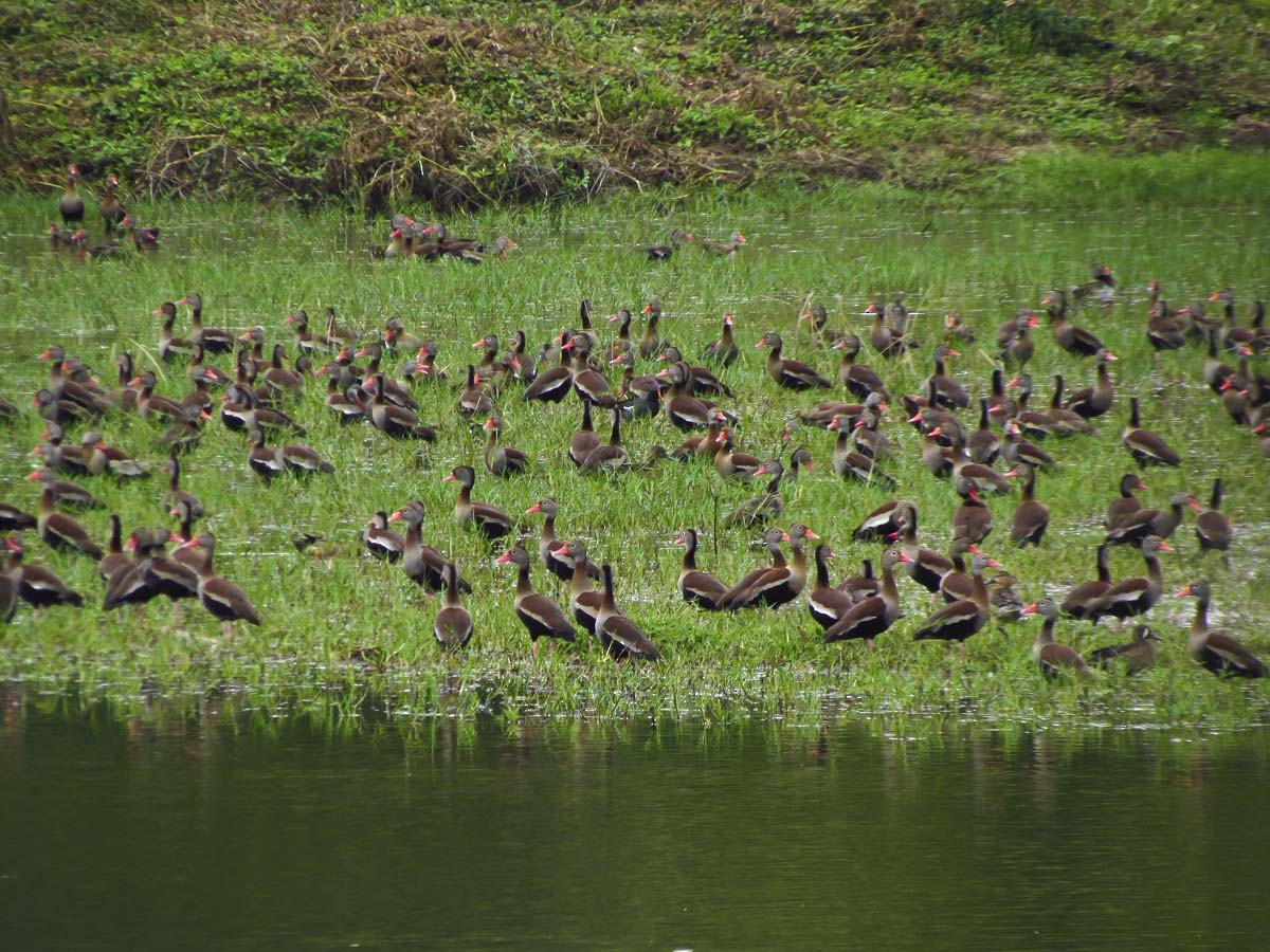 Black-bellied Whistling-Duck - ML80536801