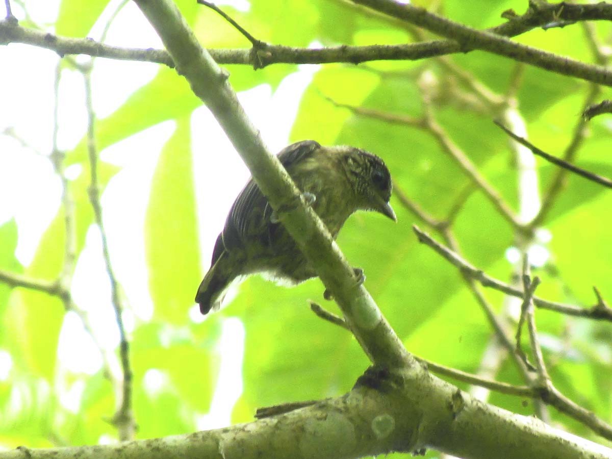 Olivaceous Piculet - ML80537191