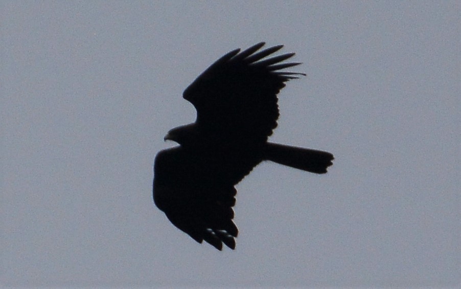 Black Eagle - Ari Noviyono