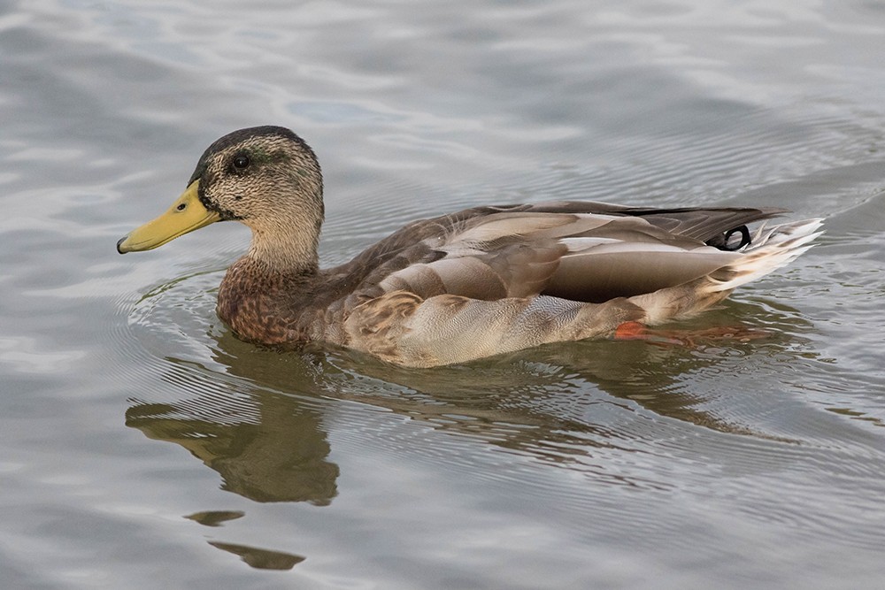 Mallard - Tony Leukering