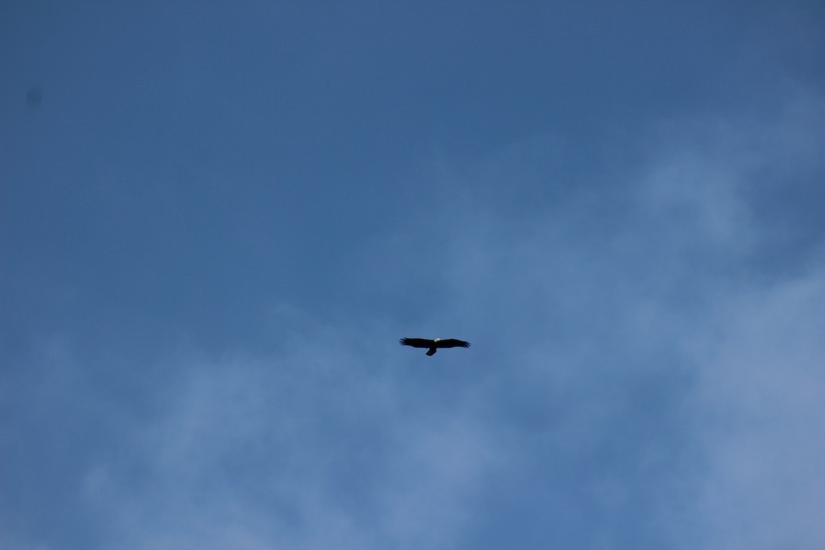 Bald Eagle - ML80538291