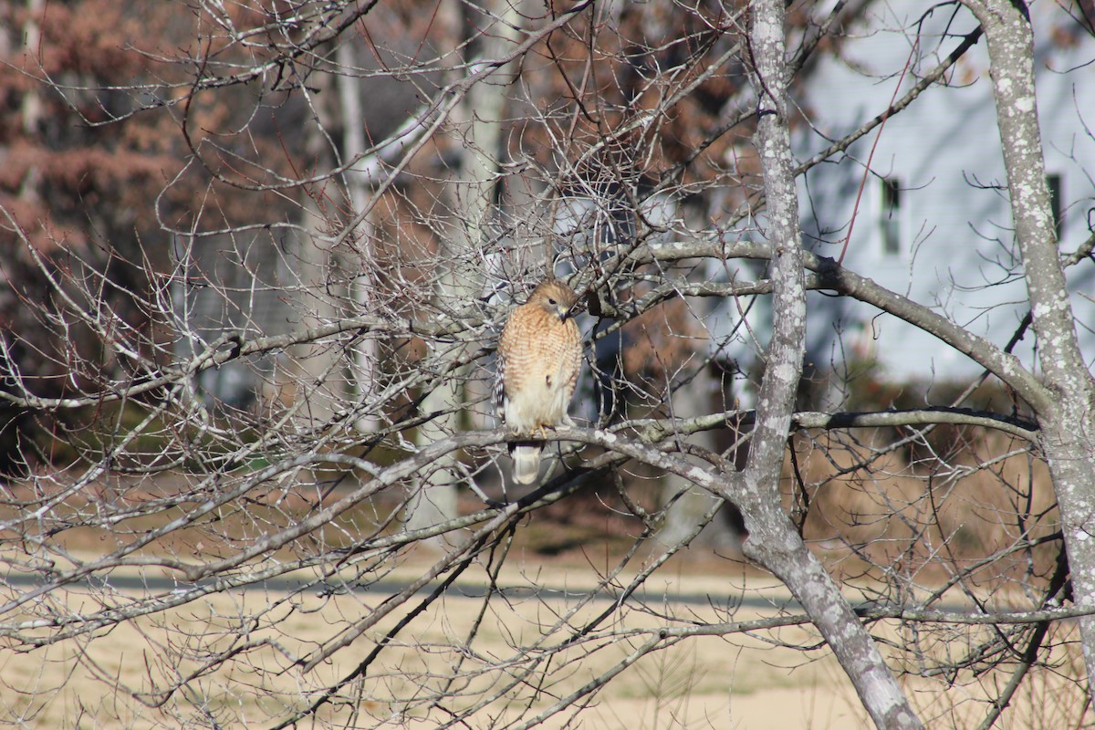 Red-shouldered Hawk - ML80539291