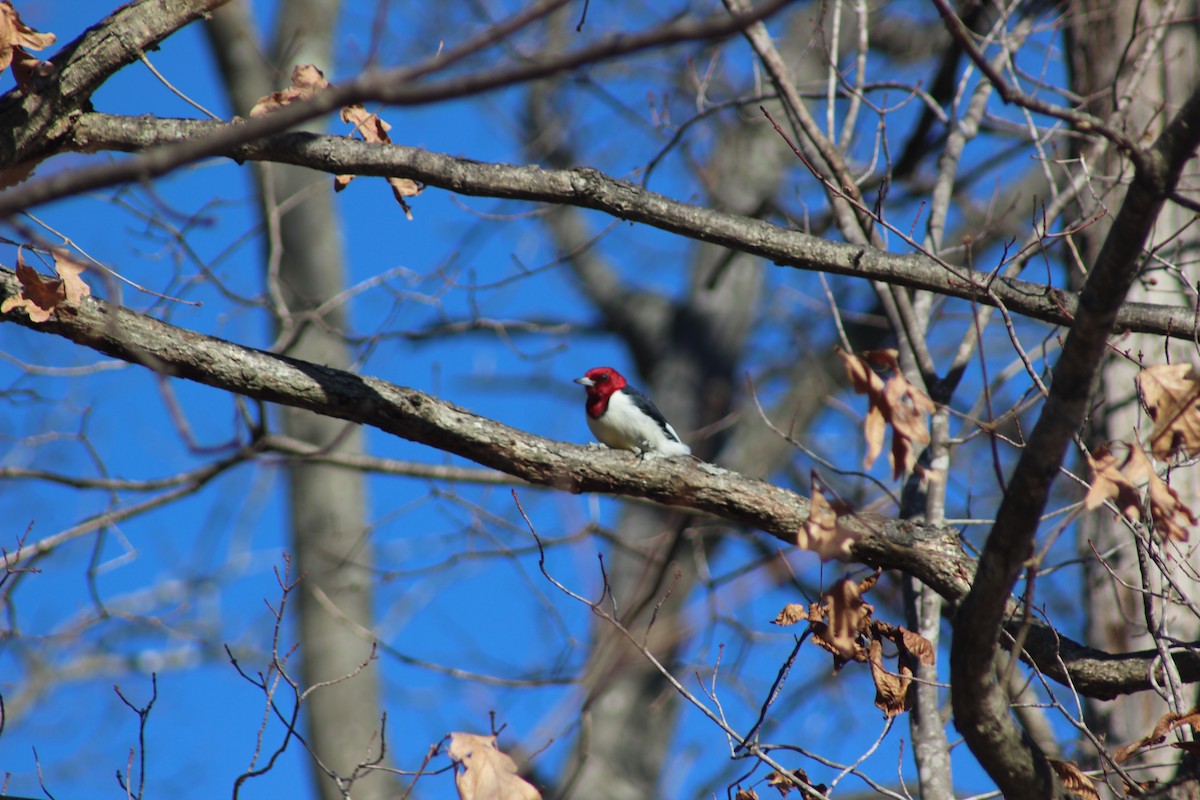 Pic à tête rouge - ML80541471