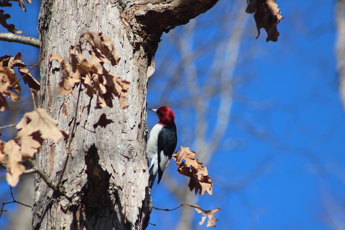 Red-headed Woodpecker - Stephanie Kelley