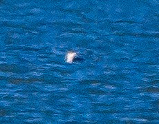 Red-throated Loon - ML80542611